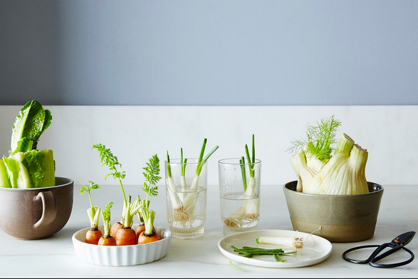 Grow it like you mean it! Simple hacks to regrow food from scraps
