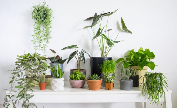 How to purify air and mind with your own urban jungle - 5 easy to care for plants